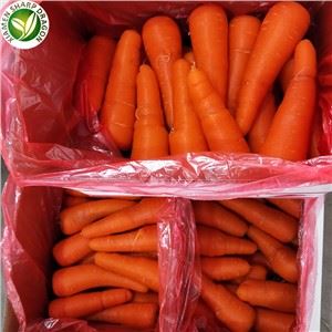 Hot Selling Carrots