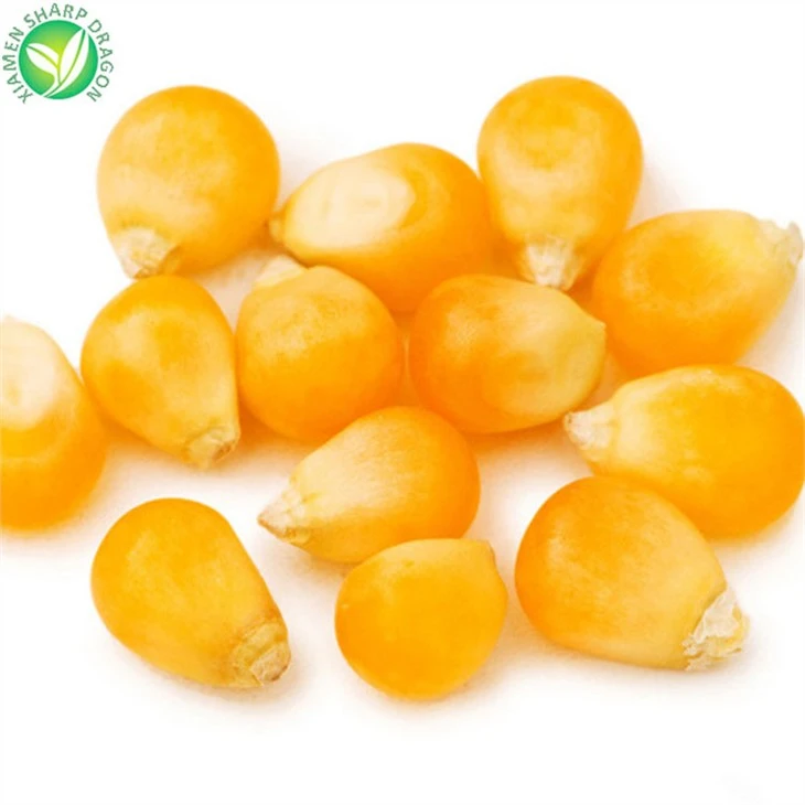 IQF Frozen Baby Corn Cobs